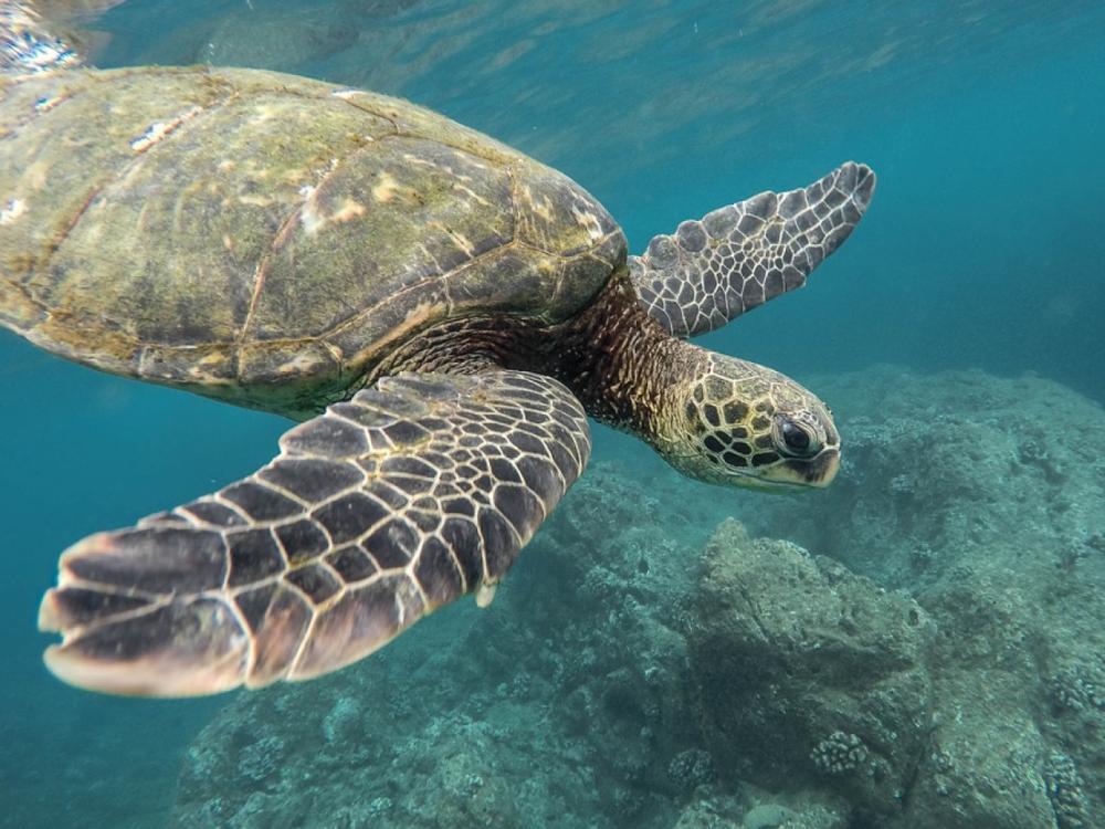 ÉCHAPÉE MARINE SUR L'ÎLE DE PAMILACAN : ENTRE CIEL, CORAUX ET DAUPHINS