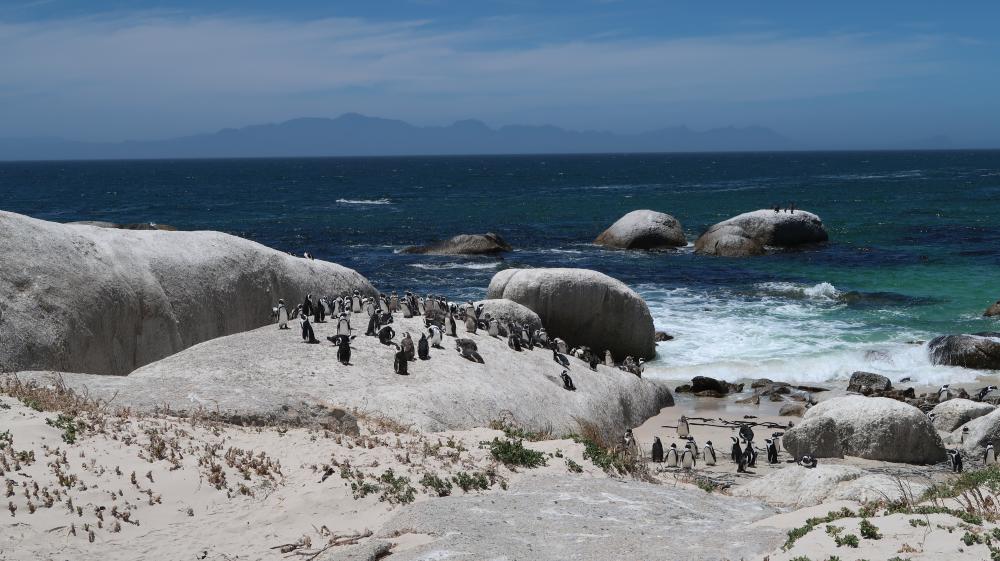 Visite de la plage de Boulders