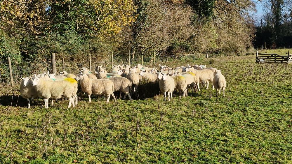 Démonstration de chiens de berger de Dingle Sheepdogs