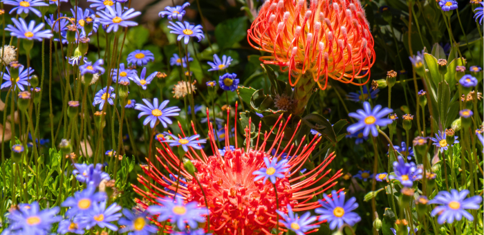 Région florale du Cap - Nature et biodiversité