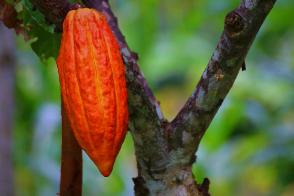 Tour du chocolat 