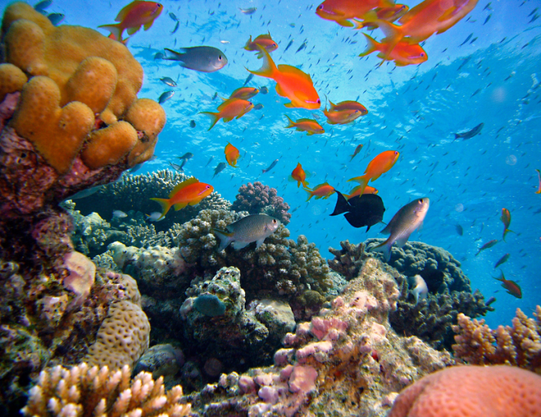 JOUR 13 : GRANDE BARRIERE DE CORAIL