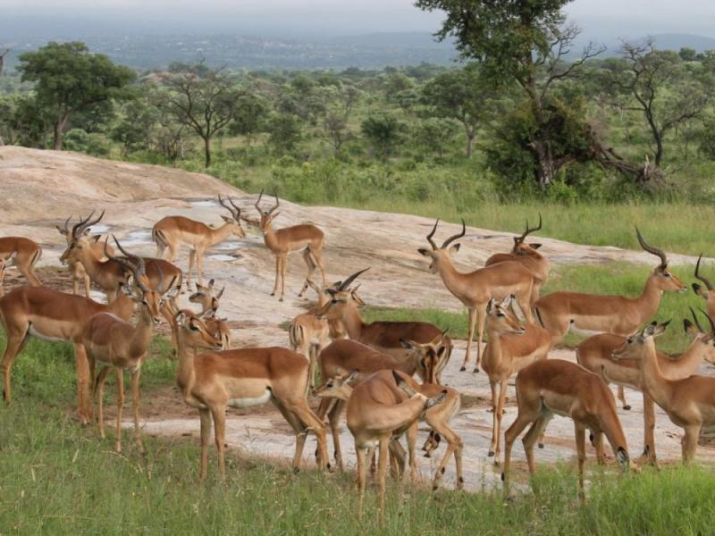 JOUR 5 : SAFARI 4X4 GRAND FORMAT DANS LE MYTHIQUE PARC KRUGER - Jeudi 8 avril 2027