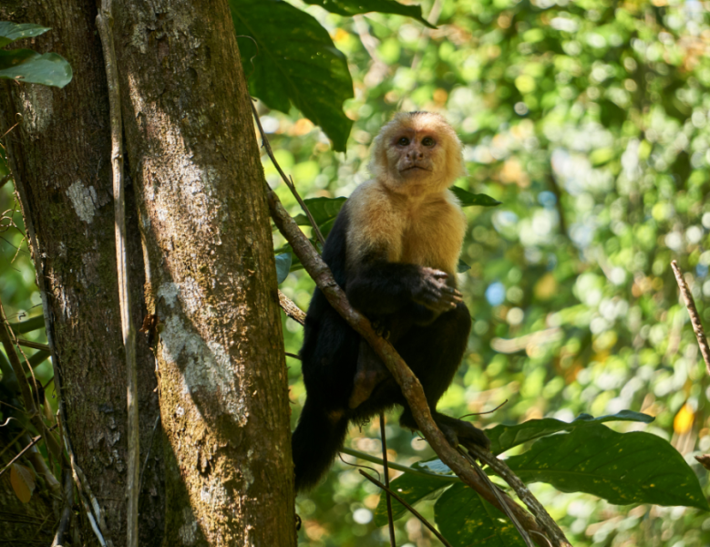 JOUR 4 : SAN GERARDO DE DOTA / CORCOVADO