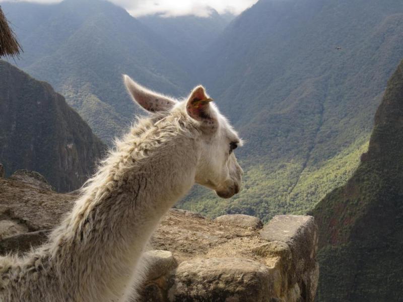 JOUR 8 : VALLEE SACREE DES INCAS / MACHU PICCHU