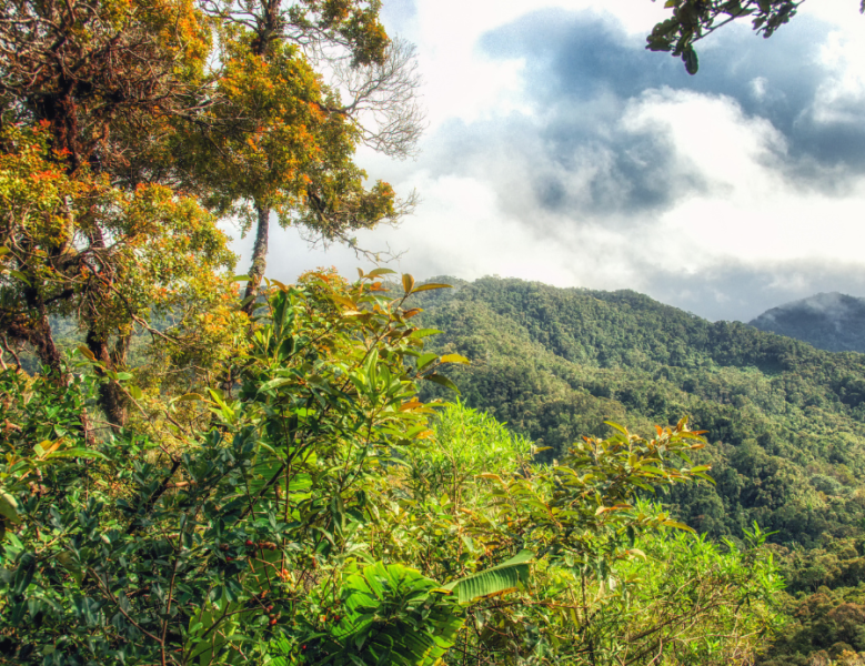 JOUR 6 : RANOMAFANA / FIANARANTSOA (SAHAMBAVY)
