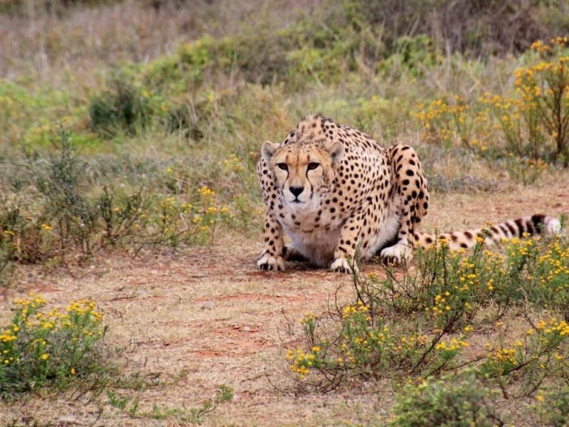 JOUR 5 : SAFARI 4X4 GRAND FORMAT DANS LE MYTHIQUE PARC KRUGER - Jeudi 8 avril 2027