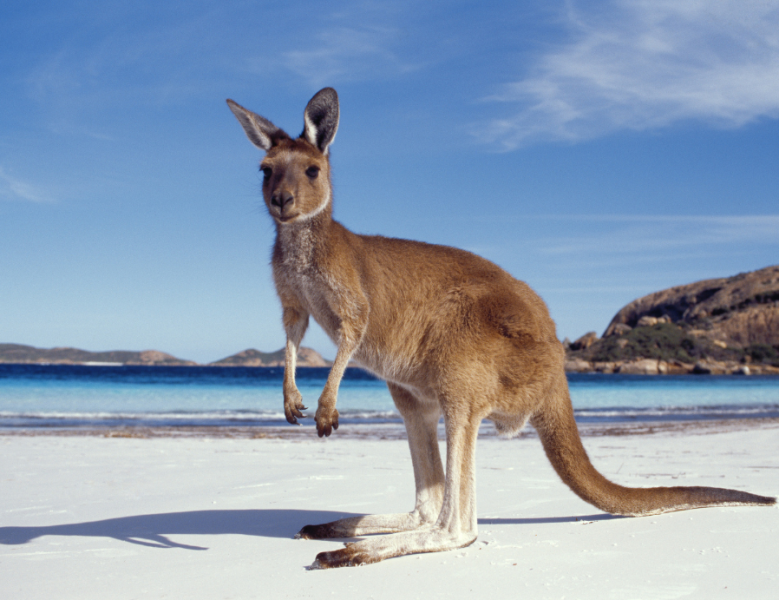 JOUR 4 : ADÉLAÏDE - KANGAROO ISLAND