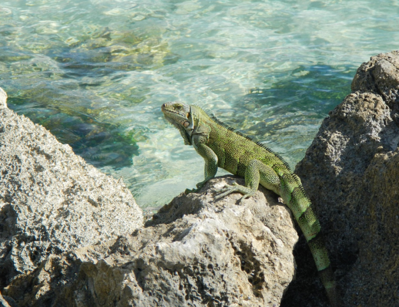 JOUR 6 : GUADELOUPE