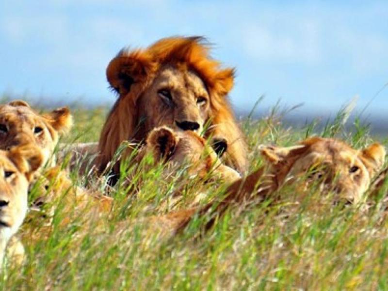 JOUR 8 : ZONE DE CONSERVATION DE NGORONGORO / KARATU 🟠VOYAGE🟠