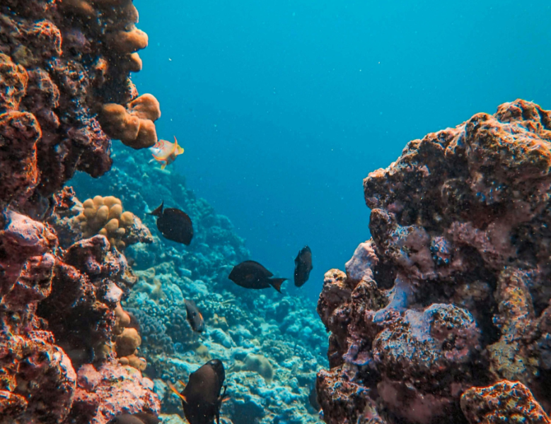 JOUR 13 : GRANDE BARRIERE DE CORAIL